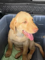 Ricky Jr, a male Labrador Retriever for sale in Shelbyville, IN – 10 of 10