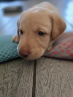 Ricky Jr, a male Labrador Retriever for sale in Shelbyville, IN – 4 of 9