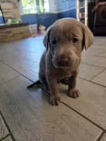 Earl, a male Labrador Retriever for sale in Shelbyville, IN – 2 of 4