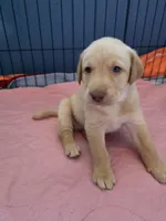 Ricky Jr, a male Labrador Retriever for sale in Shelbyville, IN – 2 of 9
