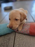 Ricky Jr, a male Labrador Retriever for sale in Shelbyville, IN – 5 of 9