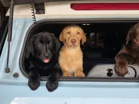 Ricky Jr, a male Labrador Retriever for sale in Shelbyville, IN – 8 of 10
