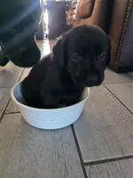 Luna, a female Labrador Retriever for sale in Shelbyville, IN – 7 of 8