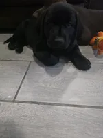 Luna, a female Labrador Retriever for sale in Shelbyville, IN – 2 of 8