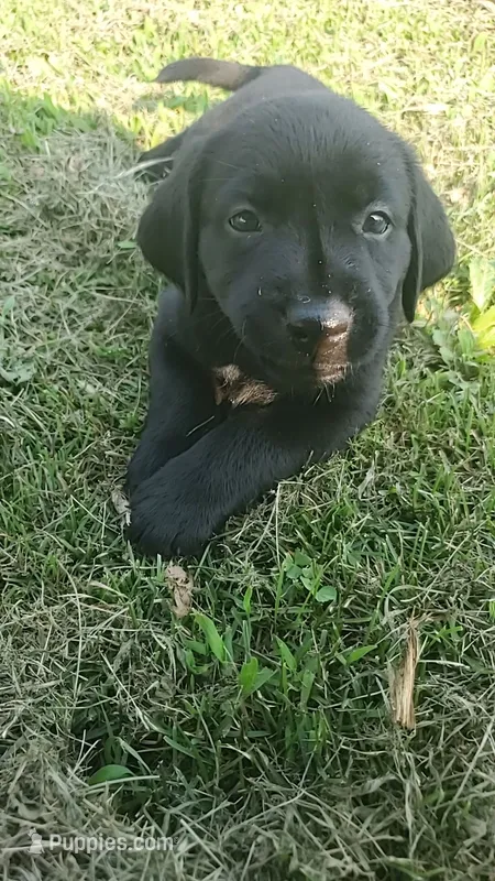 Luna – Labrador Retriever puppy for sale in Shelbyville, IN