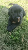 Luna, a female Labrador Retriever for sale in Shelbyville, IN – 1 of 8