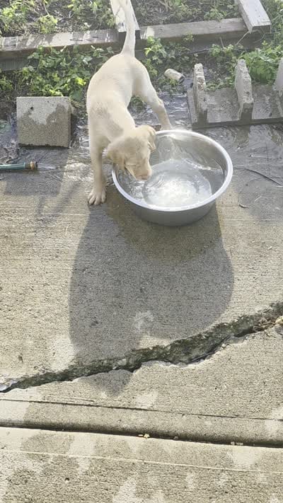Ricky Jr, a male Labrador Retriever for sale in Shelbyville, IN – 9 of 10