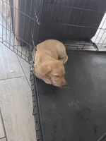 Ricky Jr, a male Labrador Retriever for sale in Shelbyville, IN – 6 of 10