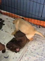 Ricky Jr, a male Labrador Retriever for sale in Shelbyville, IN – 6 of 9