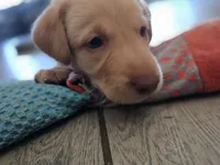 Ricky Jr, a male Labrador Retriever for sale in Shelbyville, IN – 8 of 9