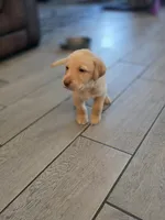Ricky Jr, a male Labrador Retriever for sale in Shelbyville, IN – 7 of 9