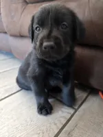 Luna, a female Labrador Retriever for sale in Shelbyville, IN – 4 of 8