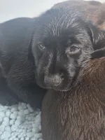 Luna, a female Labrador Retriever for sale in Shelbyville, IN – 6 of 8