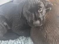 Luna, a female Labrador Retriever for sale in Shelbyville, IN – 3 of 8