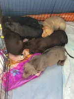 Luna, a female Labrador Retriever for sale in Shelbyville, IN – 8 of 8