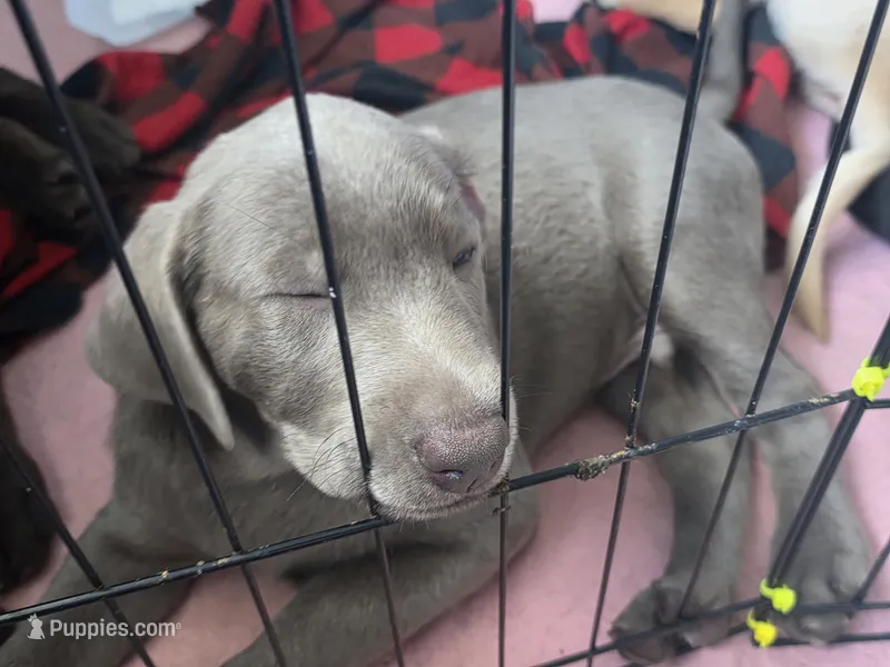 Earl – Labrador Retriever puppy for sale in Shelbyville, IN