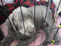 Earl, a male Labrador Retriever for sale in Shelbyville, IN – 1 of 4
