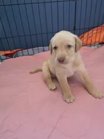 Ricky Jr, a male Labrador Retriever for sale in Shelbyville, IN – 3 of 9