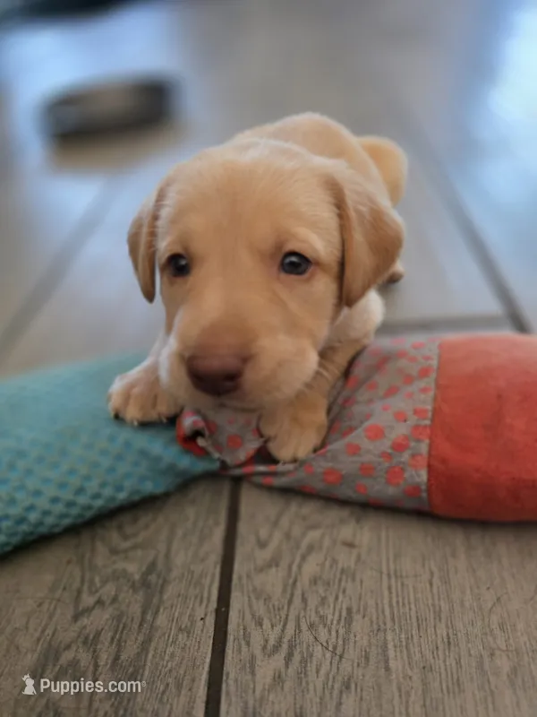 Ricky Jr – Labrador Retriever puppy for sale in Shelbyville, IN