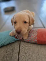 Ricky Jr, a male Labrador Retriever for sale in Shelbyville, IN – 1 of 9