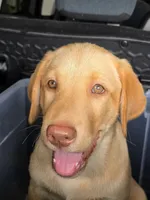 Ricky Jr, a male Labrador Retriever for sale in Shelbyville, IN – 1 of 10