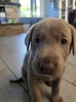 Earl, a male Labrador Retriever for sale in Shelbyville, IN – 3 of 4