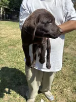 Chocolate , a male Labrador Retriever for sale in Rialto, CA – 2 of 3