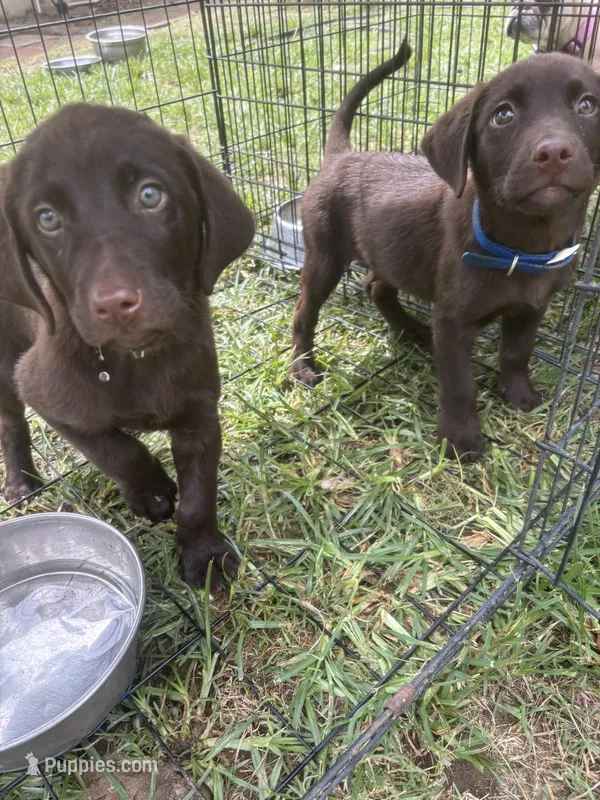 Chocolate  – Labrador Retriever puppy for sale in Rialto, CA