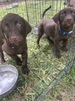 Chocolate , a male Labrador Retriever for sale in Rialto, CA – 1 of 3