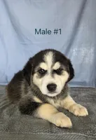 Male #1, a female Siberian Husky for sale in Thornton, CO – Photo 2 of 2