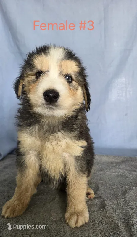 Female #3 "Bernie" – Siberian Husky puppy for sale in Thornton, CO