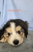 Female #3 "Bernie", a female Siberian Husky for sale in Thornton, CO – Photo 2 of 3