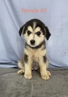 Female #2 , a female Siberian Husky for sale in Thornton, CO – Photo 1 of 4