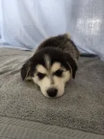 Female #2 , a female Siberian Husky for sale in Thornton, CO – Photo 2 of 4