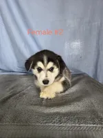 Female #2 , a female Siberian Husky for sale in Thornton, CO – Photo 3 of 4