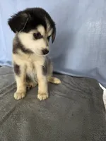 Female #2 , a female Siberian Husky for sale in Thornton, CO – Photo 4 of 4