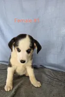 Female #1 "Panda", a female Siberian Husky for sale in Thornton, CO – Photo 2 of 4