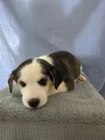 Female #1 "Panda", a female Siberian Husky for sale in Thornton, CO – Photo 4 of 4