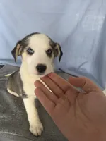 Female #1 "Panda", a female Siberian Husky for sale in Thornton, CO – Photo 3 of 4