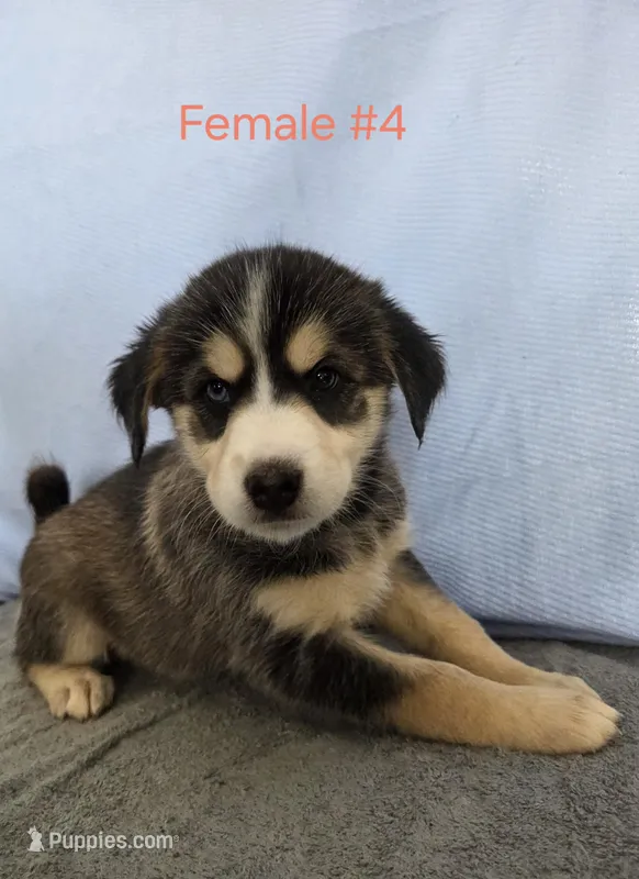 Female #4 "Miyuki" – Siberian Husky puppy for sale in Thornton, CO