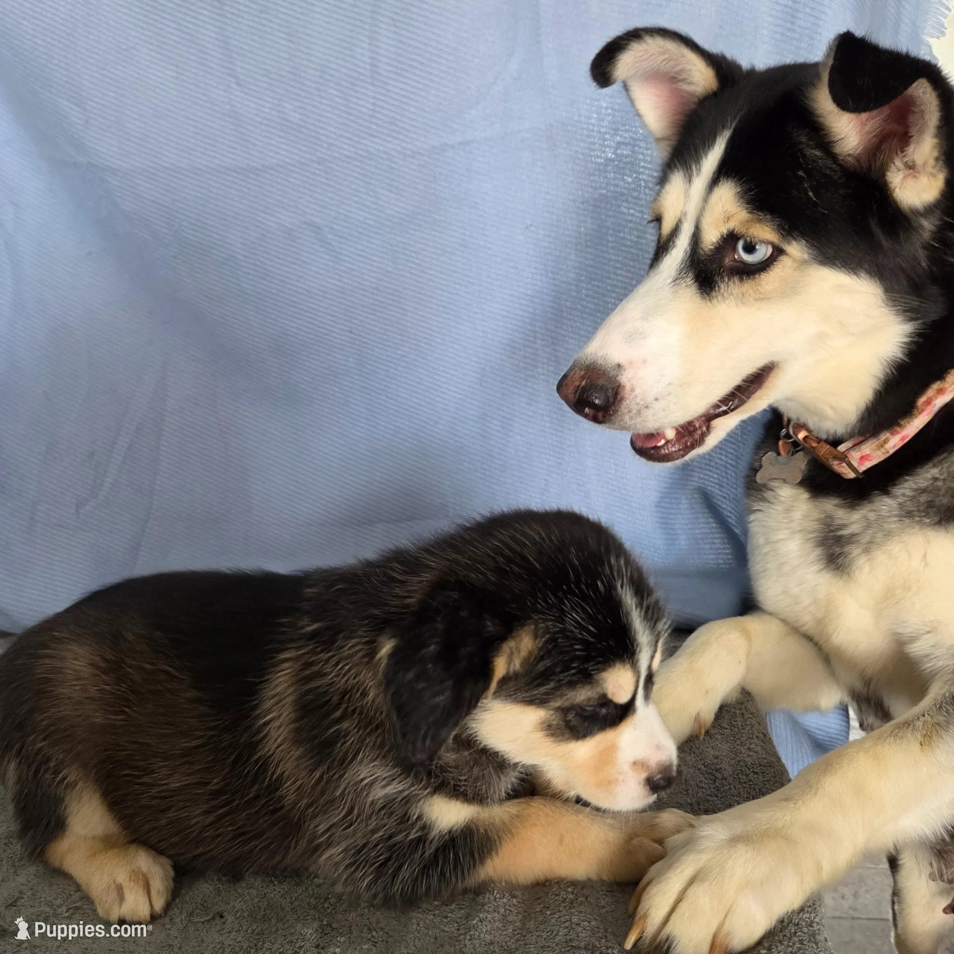 Female #4 "Miyuki", a female Siberian Husky for sale in Thornton, CO – Photo 3 of 3