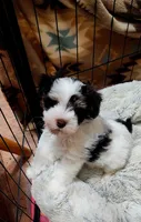 Toto, a male Miniature Schnauzer for sale in Long Lane, MO – 3 of 6