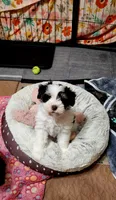Toto, a male Miniature Schnauzer for sale in Long Lane, MO – 6 of 6