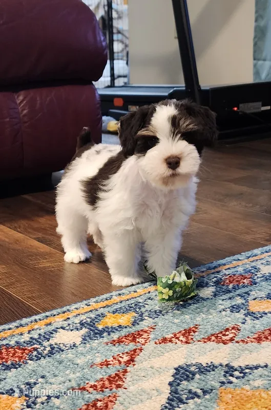 Toto – Miniature Schnauzer puppy for sale in Long Lane, MO