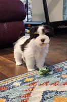 Toto, a male Miniature Schnauzer for sale in Long Lane, MO – 1 of 6