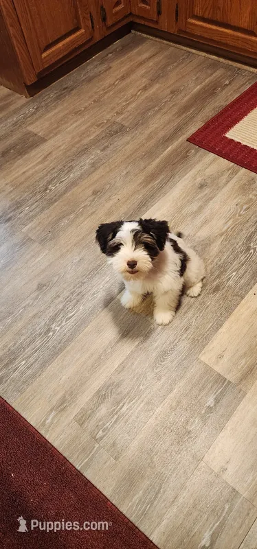 Toto – Miniature Schnauzer puppy for sale in Long Lane, MO
