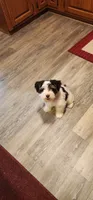 Toto, a male Miniature Schnauzer for sale in Long Lane, MO – 1 of 8