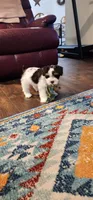 Toto, a male Miniature Schnauzer for sale in Long Lane, MO – 2 of 6