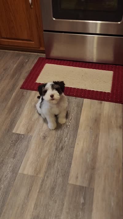Toto, a male Miniature Schnauzer for sale in Long Lane, MO – 2 of 8