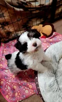 Toto, a male Miniature Schnauzer for sale in Long Lane, MO – 5 of 6